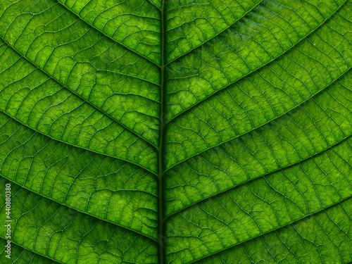 close up fresh green leaf texture