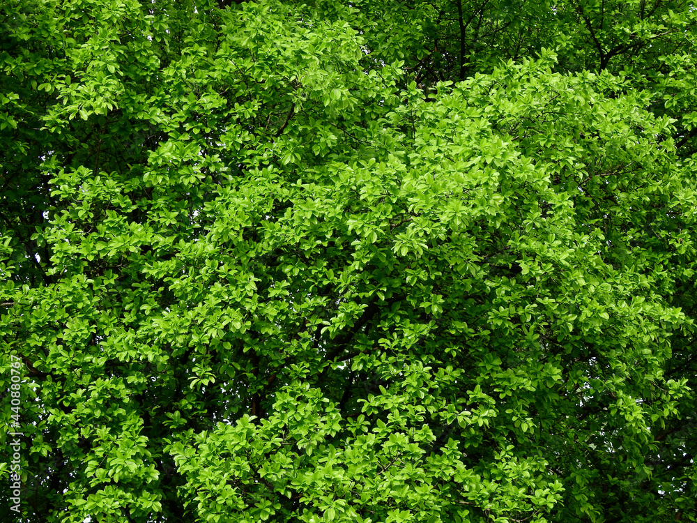 green leaf of tree background green leaf of tree background