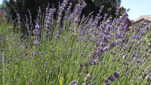 Wide shot pulling out of a lavender bush to reveal beautiful plant. photo