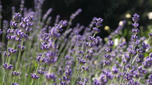 Static shot of lavender blowing in the wind photo