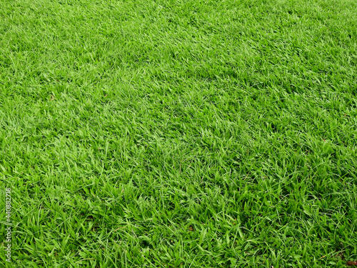 green grass background, lawn texture