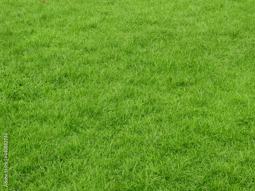 green grass background, lawn texture