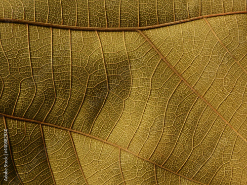 dry brown leaf texture ( teak leaf ) © srckomkrit