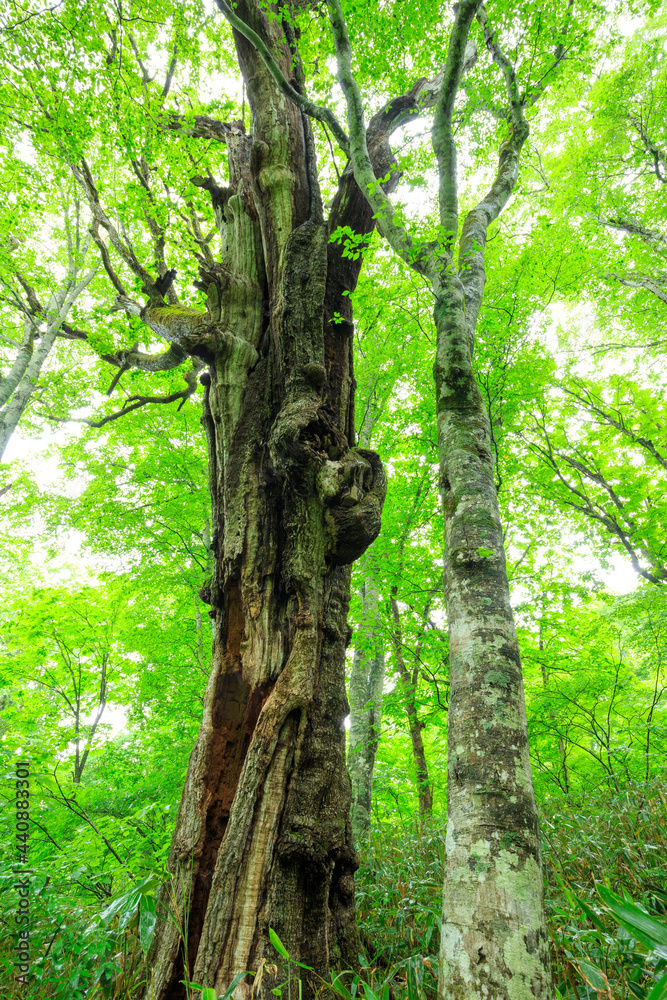 Obraz premium tree in the forest