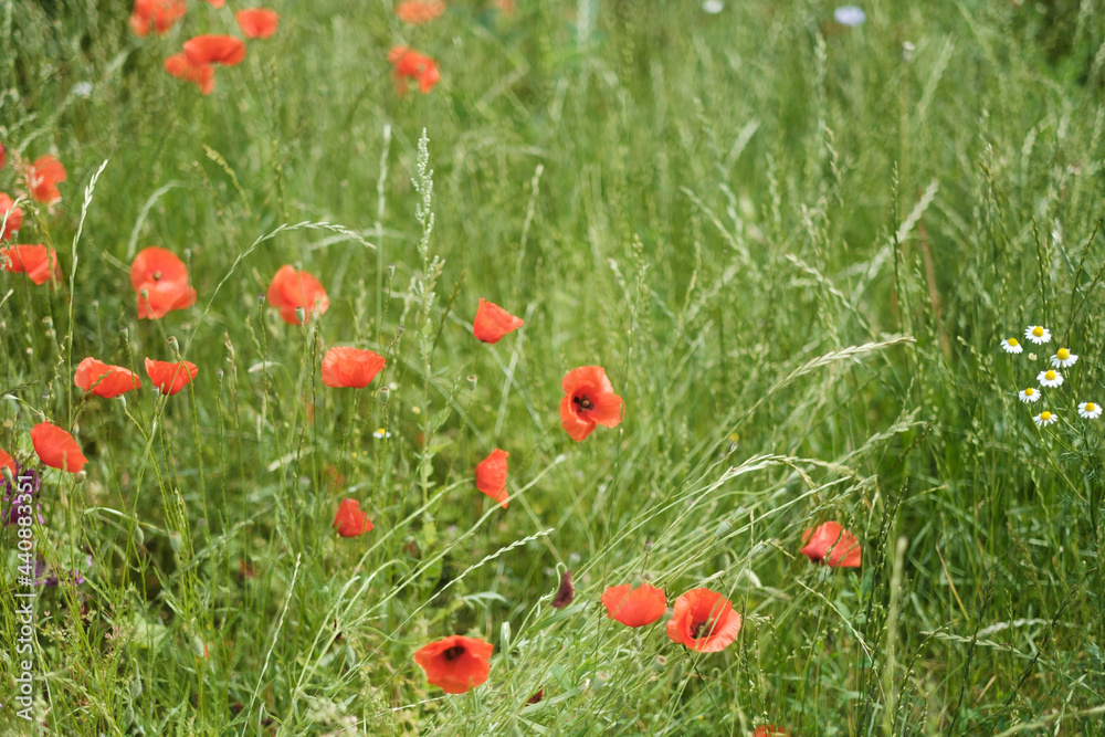 Fototapeta premium Blumenwiese mit rotem Mohn