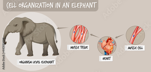 Diagram showing cell organization in a elephant