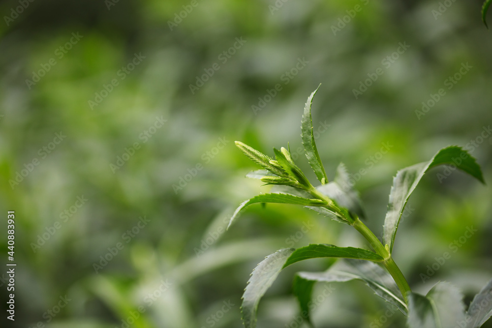 Fake faucet flower plant leaves