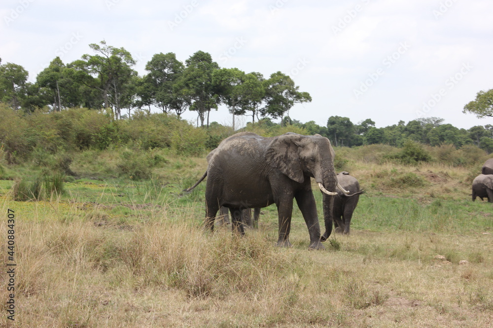 big male  tusked elephant