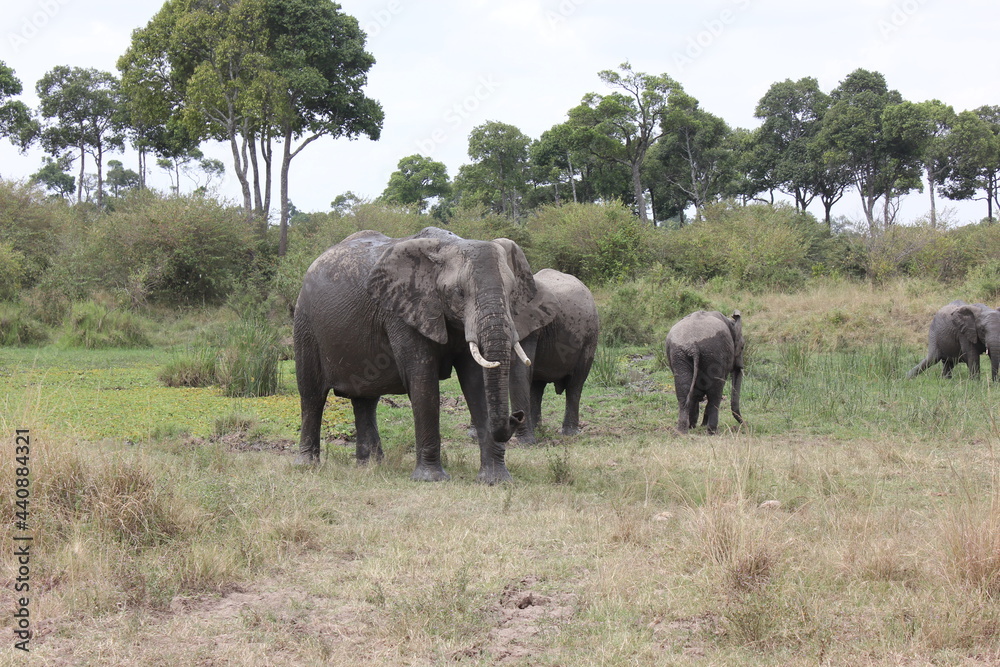 elephants in masai mara elephants in masai mara