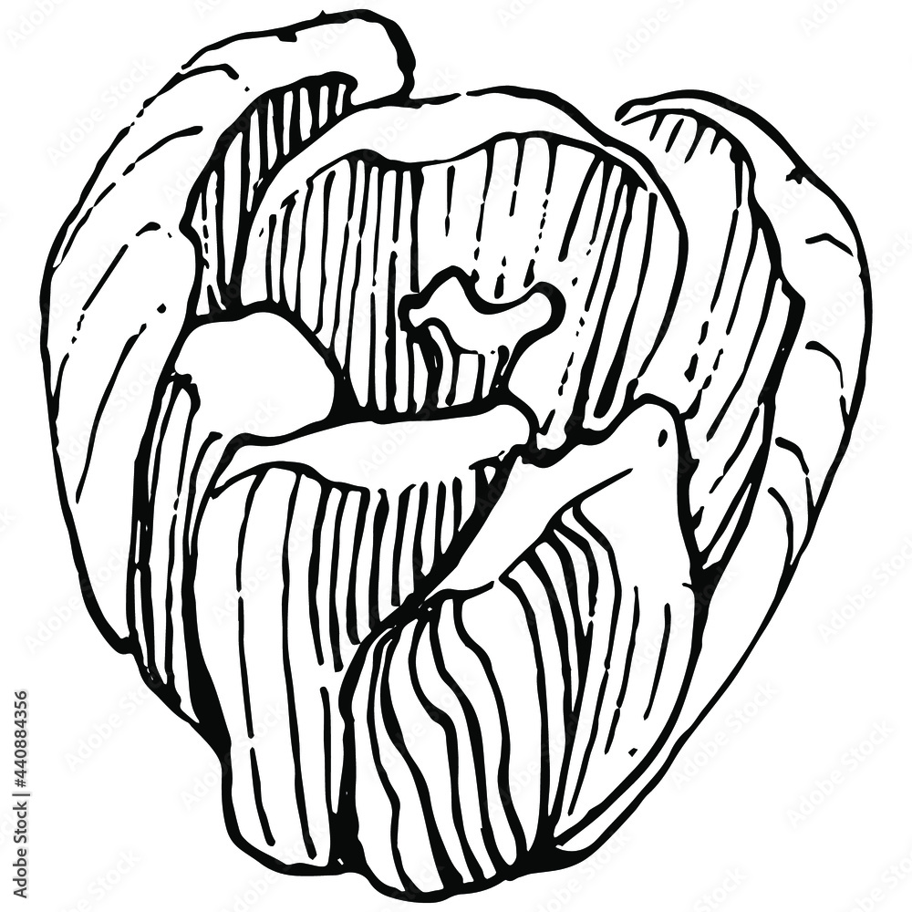 Crocus flower vector sketch illustration isolated on white background, saffron line art. Cute hand drawn flower in black outline and white plane on white background. Crocus flower vector sketch illustration isolated on white background, saffron line art. Cute hand drawn flower in black outline and white plane on white background.