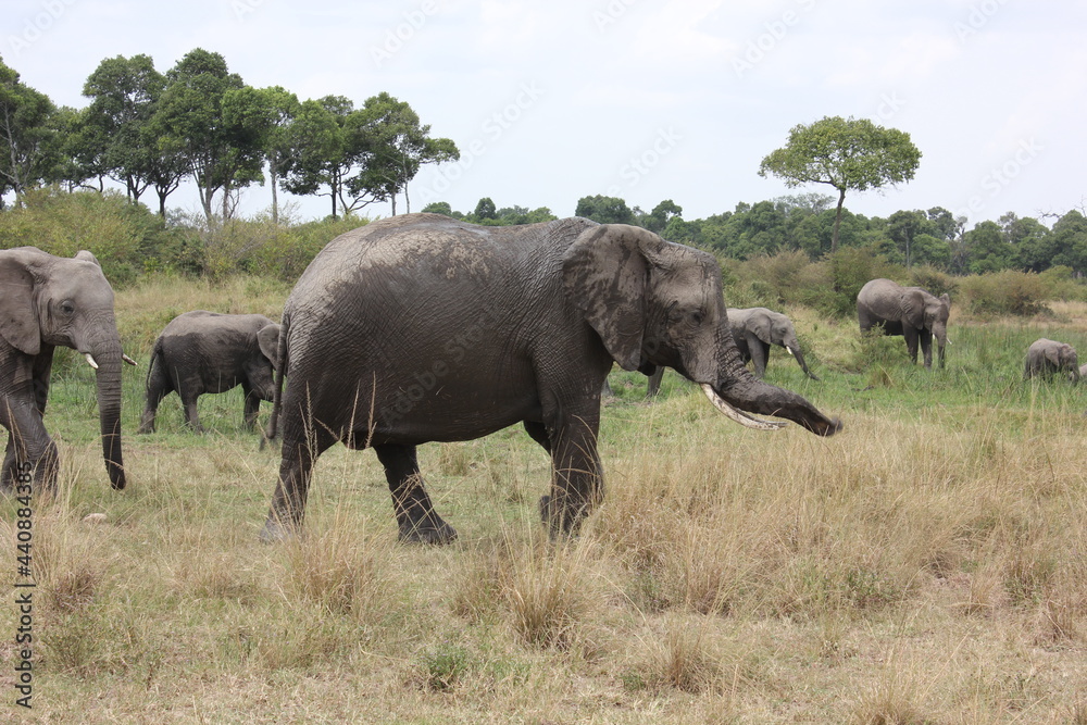 elephants in the savannah