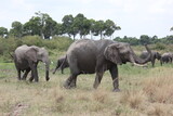 big African wild elephants