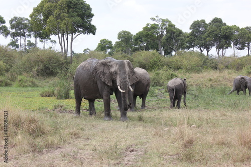 elephants in masai mara