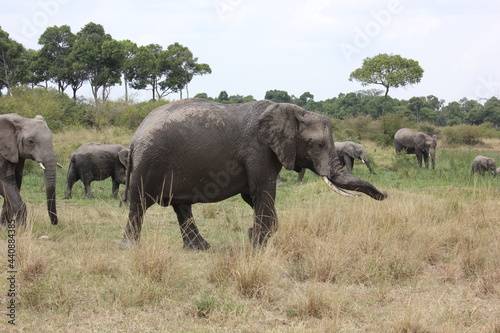 Photography elephants in the savannah