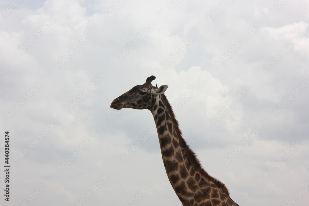 Obraz premium half photographed of a giraffe against the blue sky