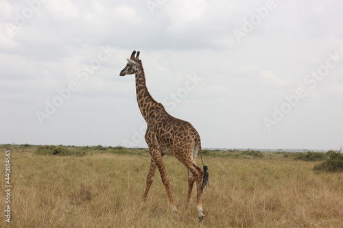 giraffe in the African jungle