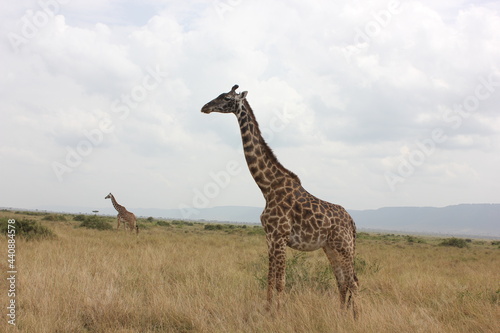 two giraffes standing in the wild