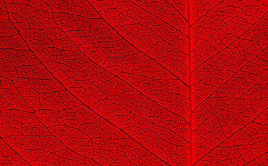close up vein of red leaves texture