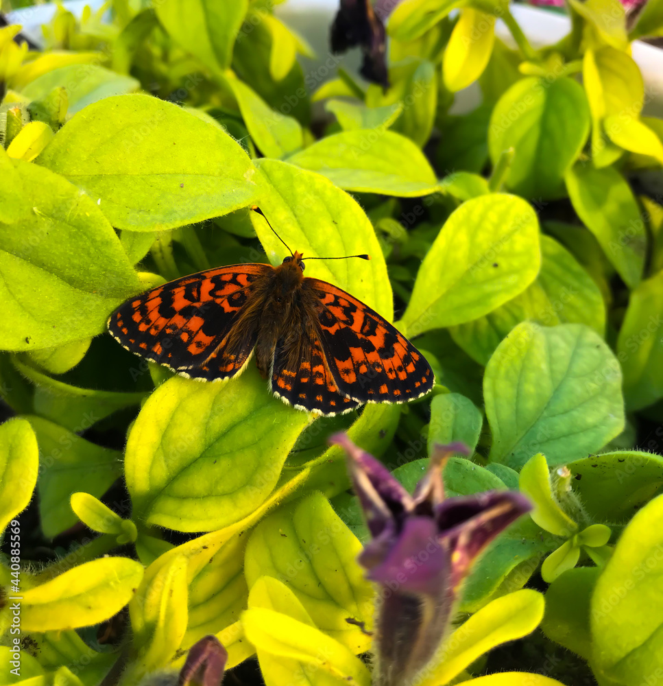 Obraz premium butterfly sitting on leaves of flower