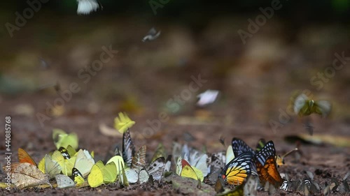 Butterflies Assorted and Colorful, seen flying around and others on the ground feeding on minerals, some yellow, others orange, tiny ones also flying around during a lovely sunny morning. photo