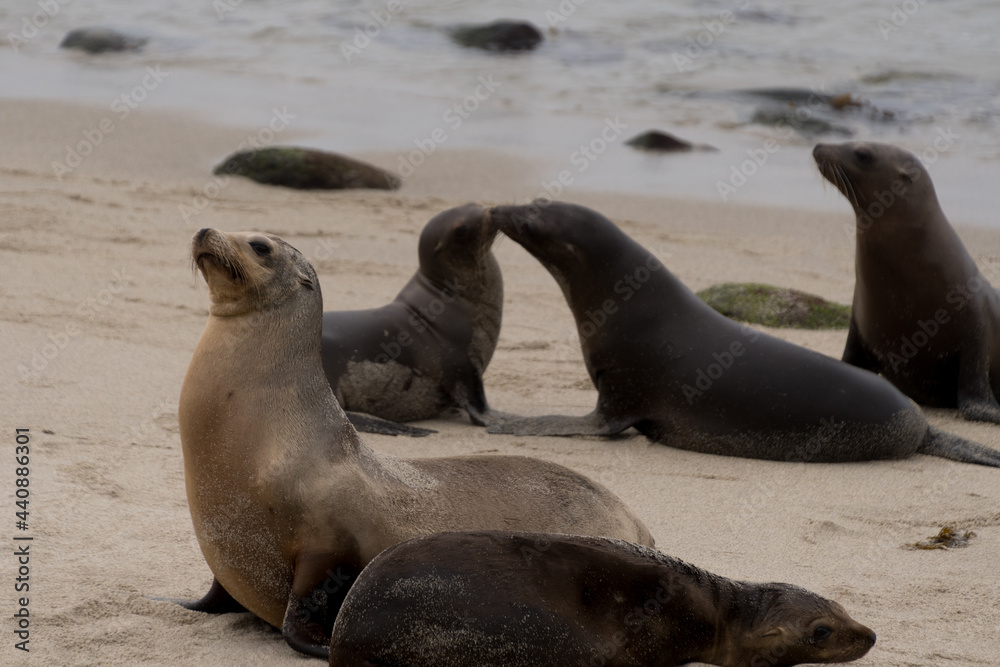 Fototapeta premium Group of sea lions socializing near La Jolla Cove