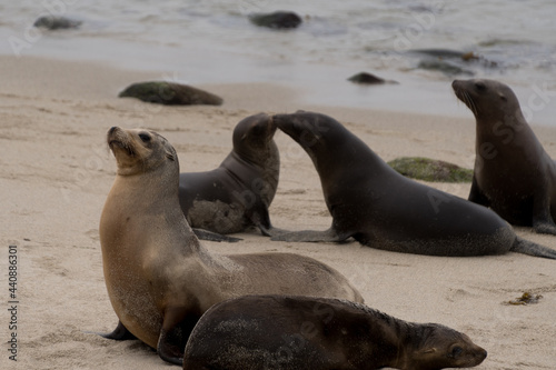 Group of sea lions socializing near La Jolla Cove