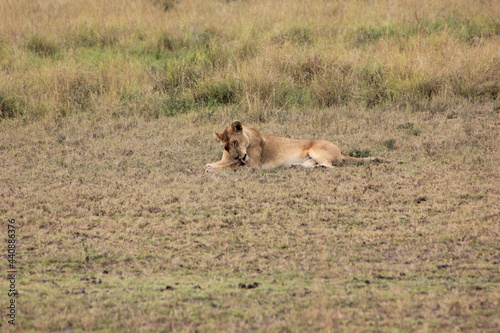 lioness licking itself in the wild 