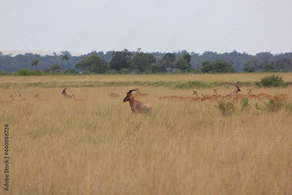 Naklejka premium blue wildebeest in the savannah