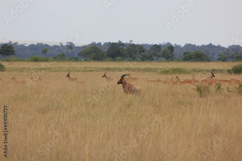 deer seen from far off amongst the golden yellow tall grass of the African jungle