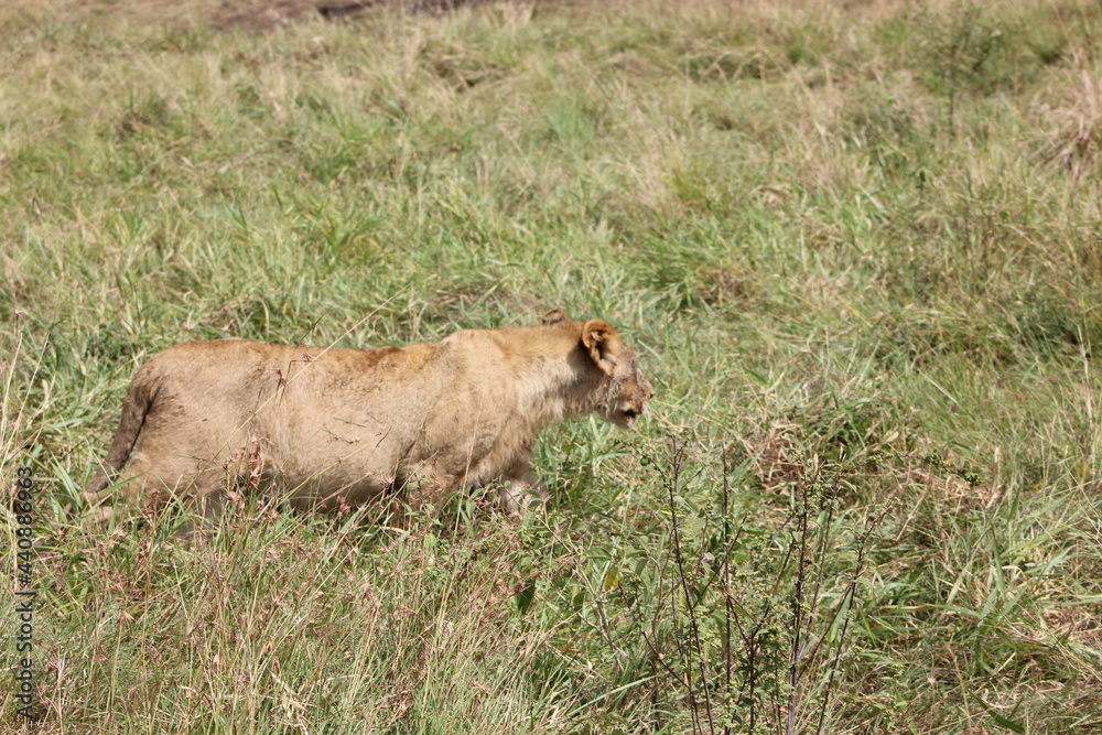 a lionesses side seen in the grassy ground a lionesses side seen in the grassy ground