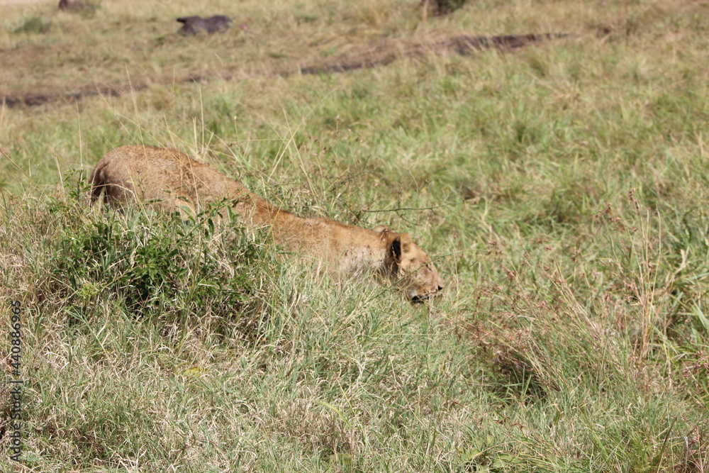 lion cub in the savannah lion cub in the savannah