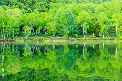 lake in the forest