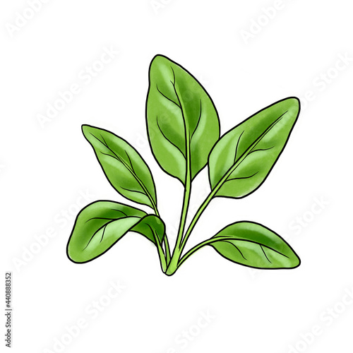 drawing plant of spinach with green leaves, superfood, hand drawn illustration photo