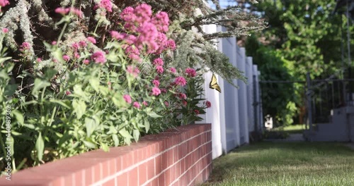 Wallpaper Mural Butterfly flys and drinks nectar from pink flowers. 4k slow motion. Torontodigital.ca