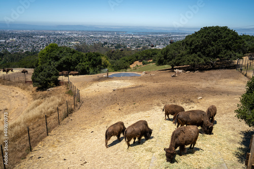 Oakland Zoo Young Bison with City View