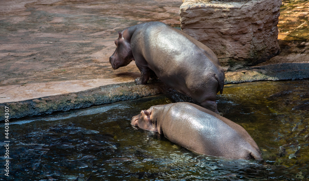 Fototapeta premium Two hippos coming out of the water.
