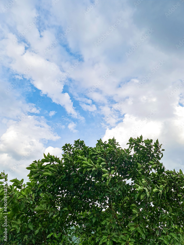 Obraz premium High tall top tree leaf texture with cloud sky background landscape