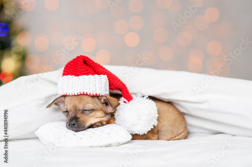 A small red toy terrier puppy is sleeping with his head on a pillow in a santa hat under a white blanket against the background of a christmas tree © Ermolaeva Olga