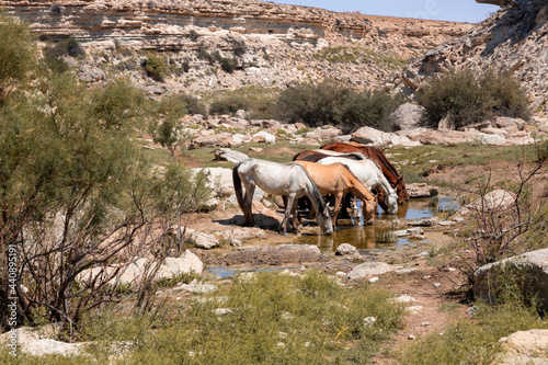 Horses stoped for water at a small fresh water lake Karakol that is located in Saura canyon formed by seasonal river. Mangistau region. photo