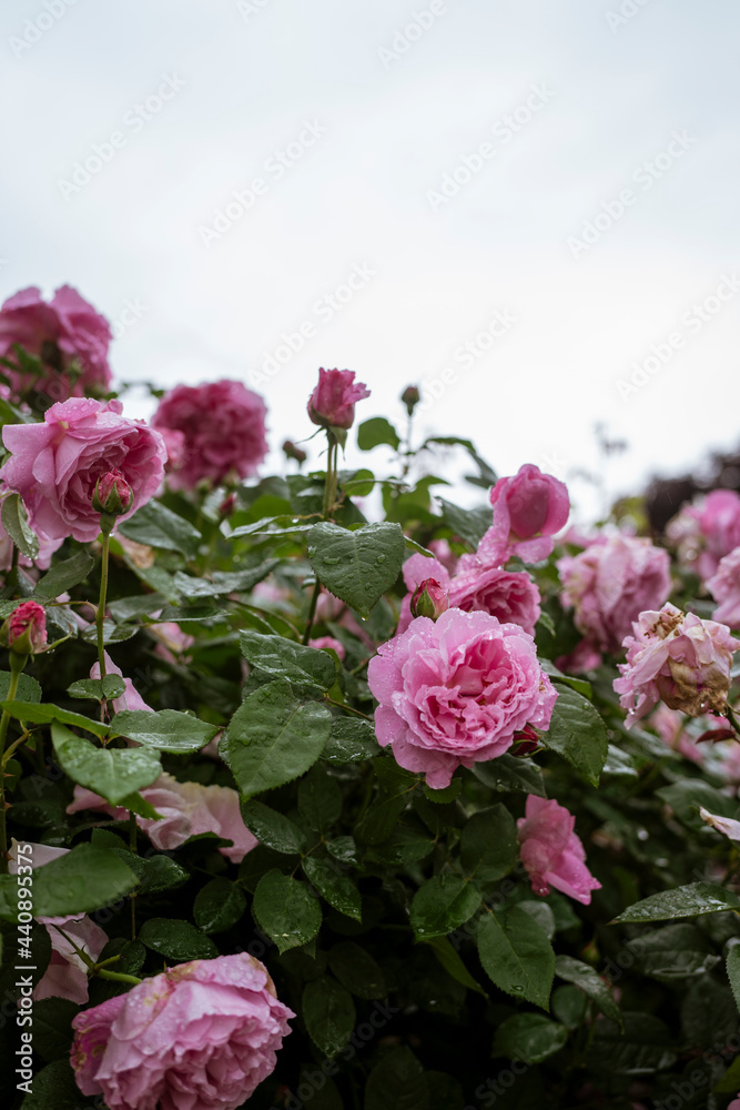 Fototapeta premium rose on rainyday
