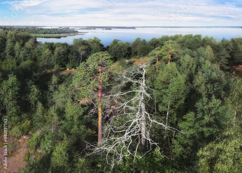 Pair, mighty pine and dead tree, dramatic scenery. Pure nature in North Europe, Baltic sea, gulf of Finland. photo