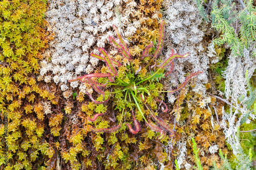 A single plant of Drosera capensis (a carnivorous plant from the Sundew family) growing amongst Sphagnum on the Gifberg, Western Cape, South Africa photo