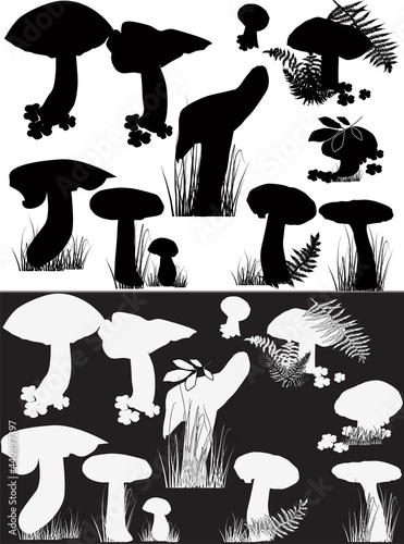 cep mushrooms on white and black backgrounds