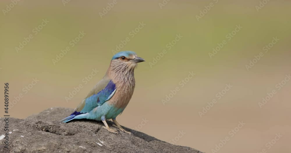 Beautiful Indian Roller a colourful bird sits basking in morning sun with plain green background Beautiful Indian Roller a colourful bird sits basking in morning sun with plain green background