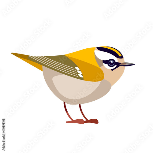 Firecrest or goldcrest is a very small passerine bird in the kinglet family. Tiny smallest Bird Cartoon flat vector illustration isolated on white background