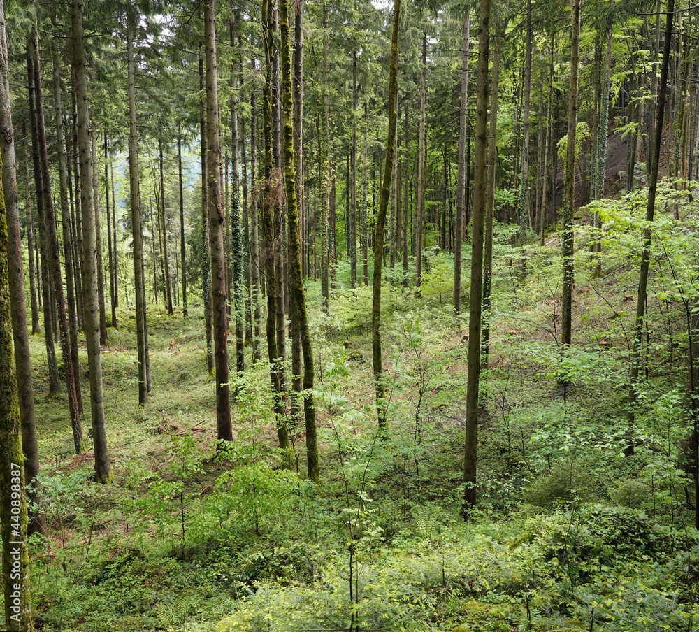 Fototapeta premium Kleine Wanderung bei Marquardstein
