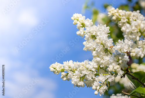 White flowers heads is close up under sunny light on blurred sky background