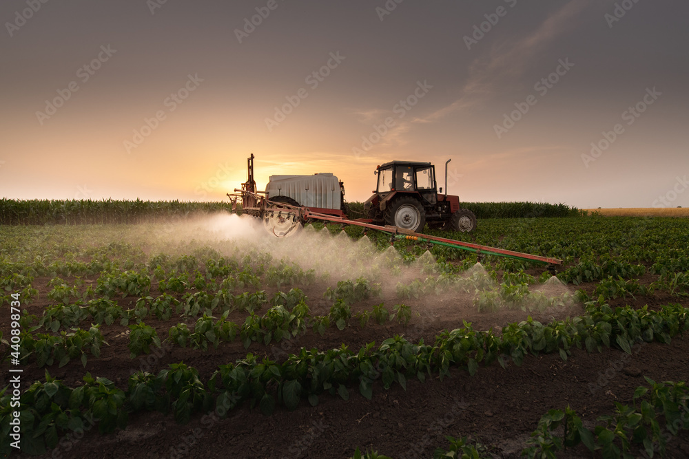 Tractor spraying vegetable field in sunset. Tractor spraying vegetable field in sunset.
