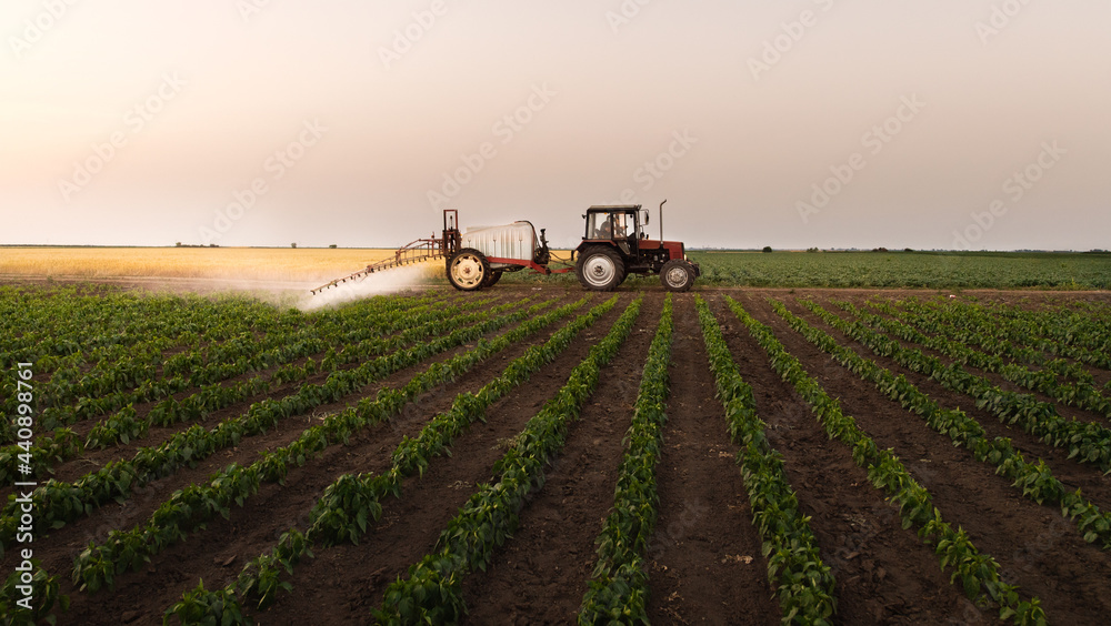 Tractor spraying vegetable field in sunset. Tractor spraying vegetable field in sunset.