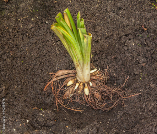 Planting roots daylily garden. photo